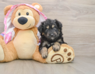 6 week old Mini Aussiedoodle Puppy For Sale - Seaside Pups