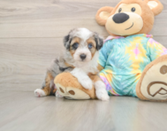 7 week old Mini Aussiedoodle Puppy For Sale - Seaside Pups