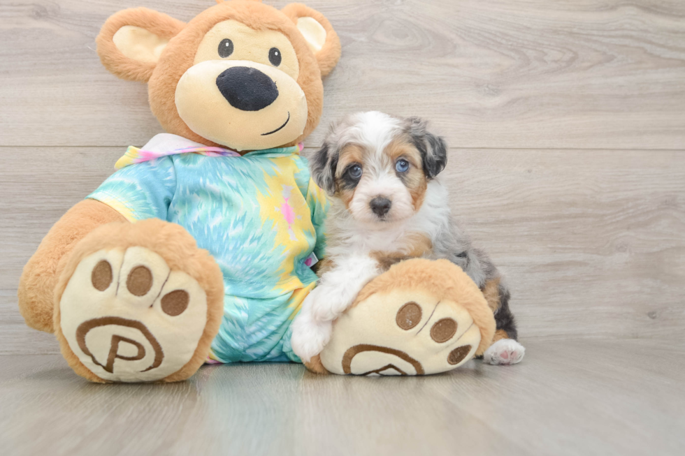 Hypoallergenic Aussiepoo Poodle Mix Puppy