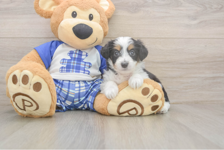 Mini Aussiedoodle Puppy for Adoption