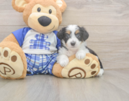 8 week old Mini Aussiedoodle Puppy For Sale - Seaside Pups