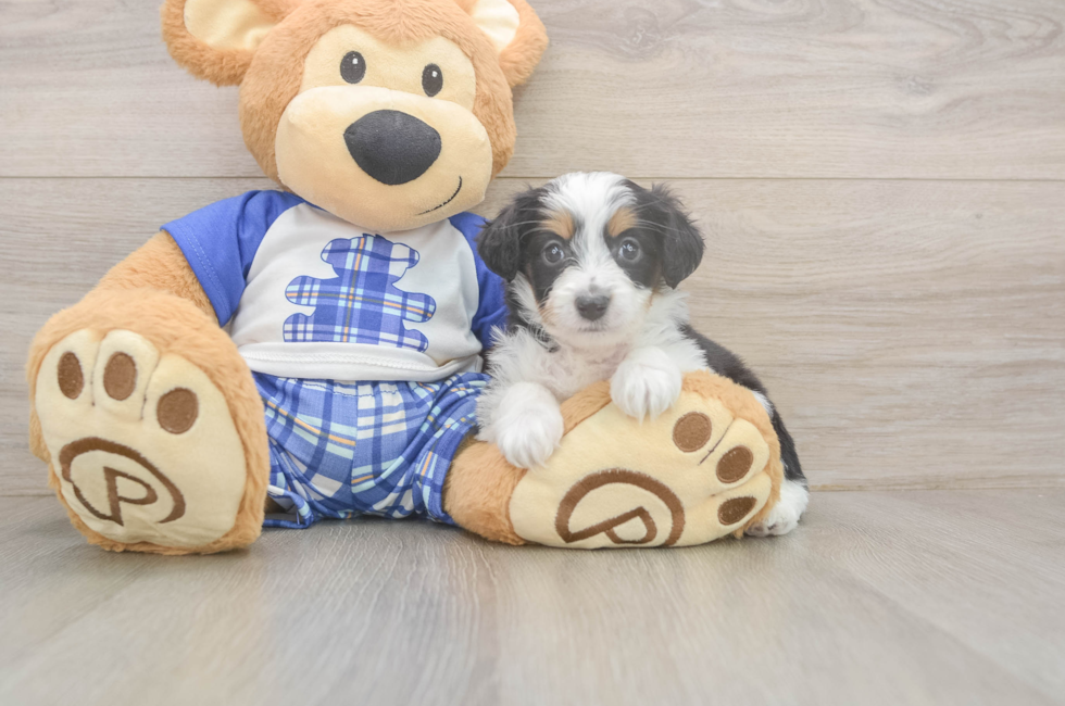 5 week old Mini Aussiedoodle Puppy For Sale - Seaside Pups