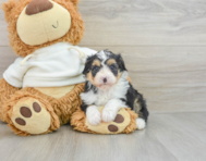 8 week old Mini Aussiedoodle Puppy For Sale - Seaside Pups