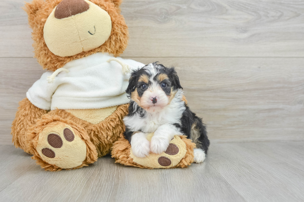 8 week old Mini Aussiedoodle Puppy For Sale - Seaside Pups