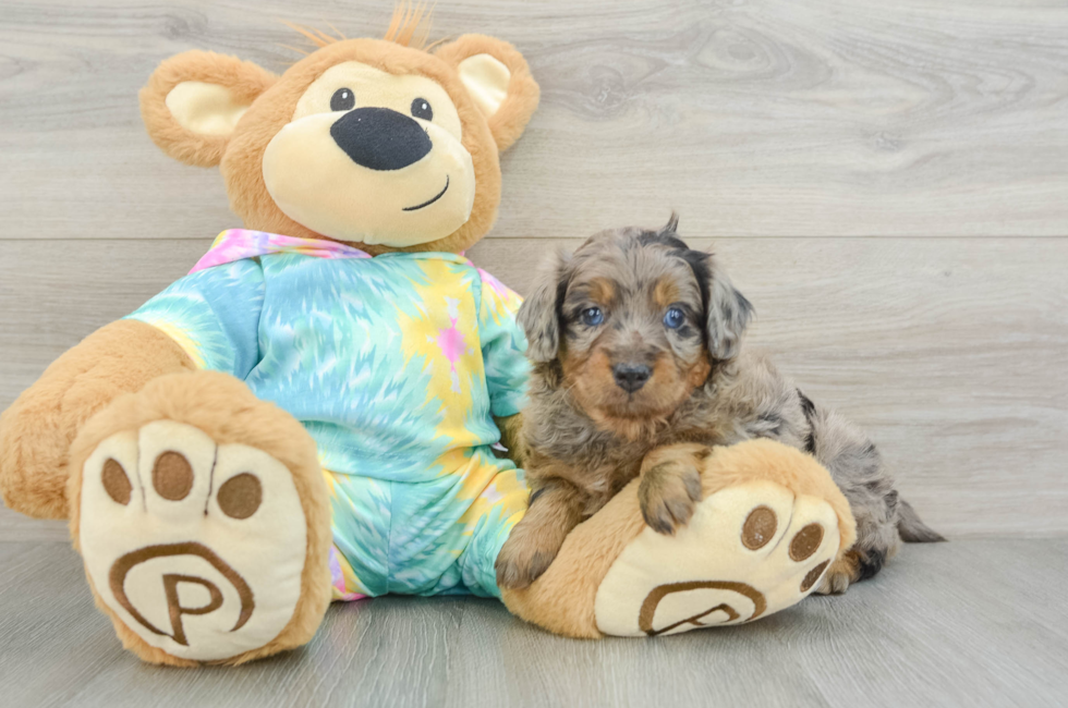 5 week old Mini Aussiedoodle Puppy For Sale - Seaside Pups