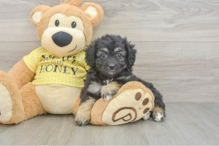 Mini Aussiedoodle Puppy for Adoption