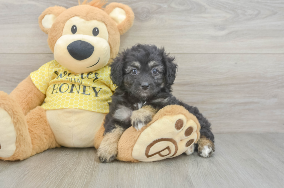 6 week old Mini Aussiedoodle Puppy For Sale - Seaside Pups