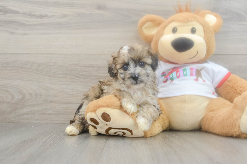 5 week old Mini Aussiedoodle Puppy For Sale - Seaside Pups