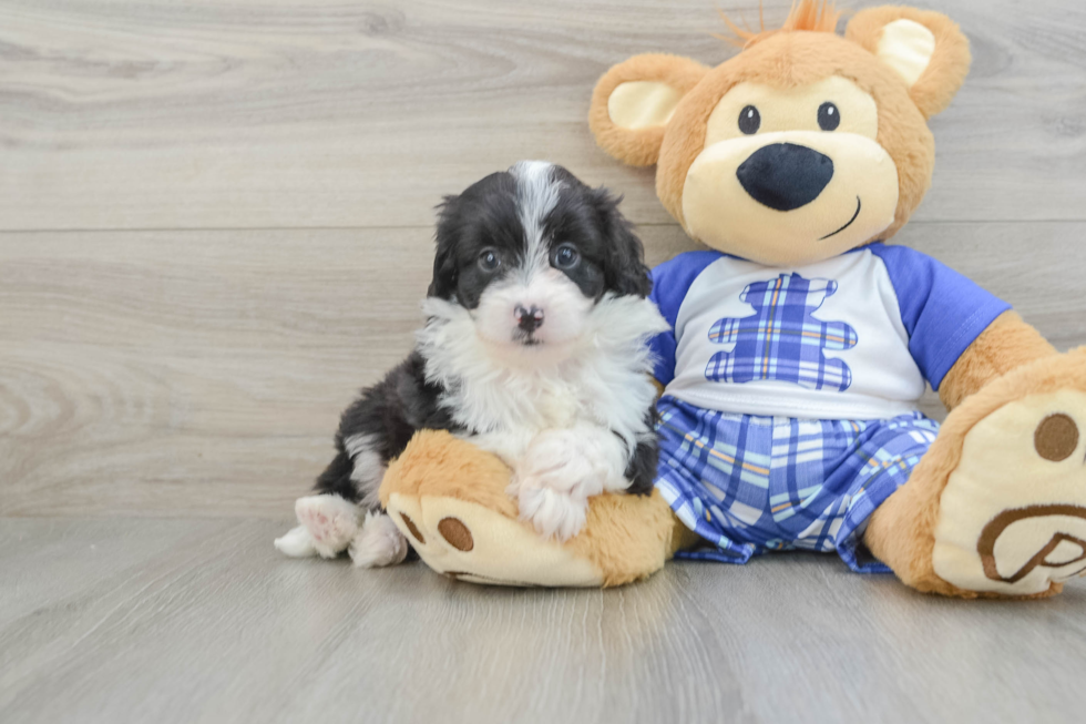 Mini Aussiedoodle Pup Being Cute