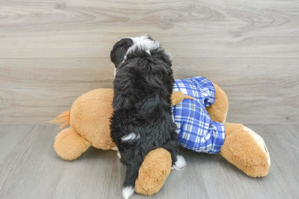 Best Mini Aussiedoodle Baby