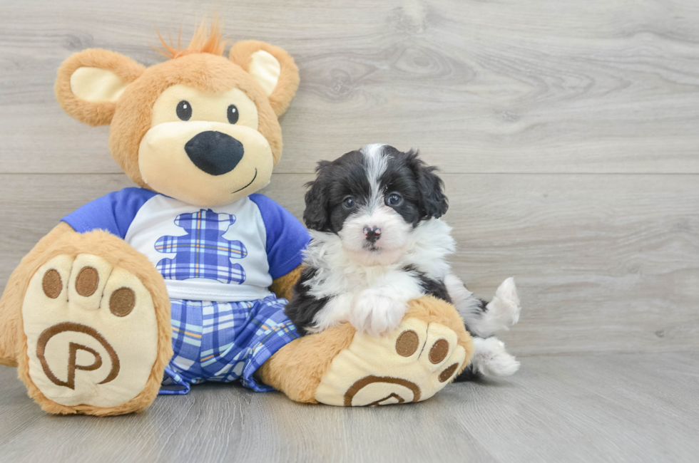 6 week old Mini Aussiedoodle Puppy For Sale - Seaside Pups