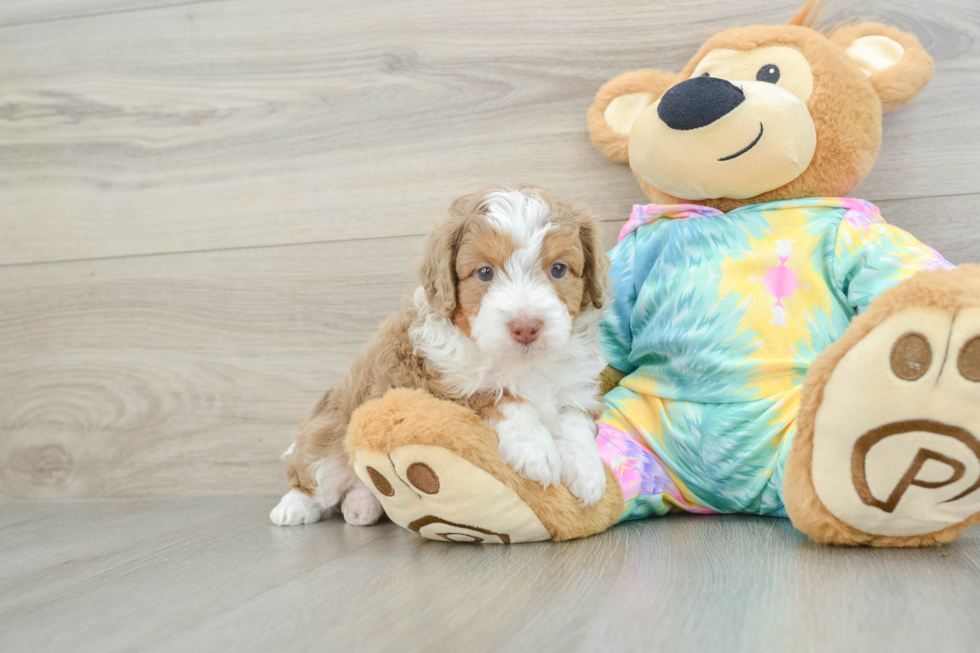 Happy Mini Aussiedoodle Baby