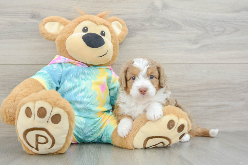 5 week old Mini Aussiedoodle Puppy For Sale - Seaside Pups