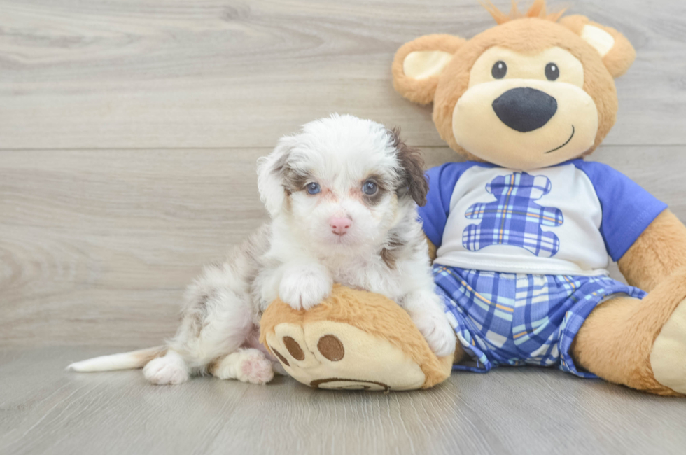6 week old Mini Aussiedoodle Puppy For Sale - Seaside Pups