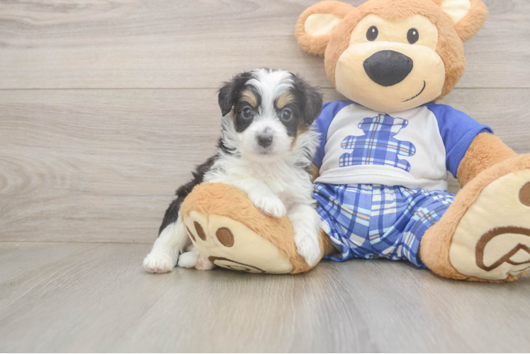 Mini Aussiedoodle Pup Being Cute