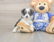8 week old Mini Aussiedoodle Puppy For Sale - Seaside Pups