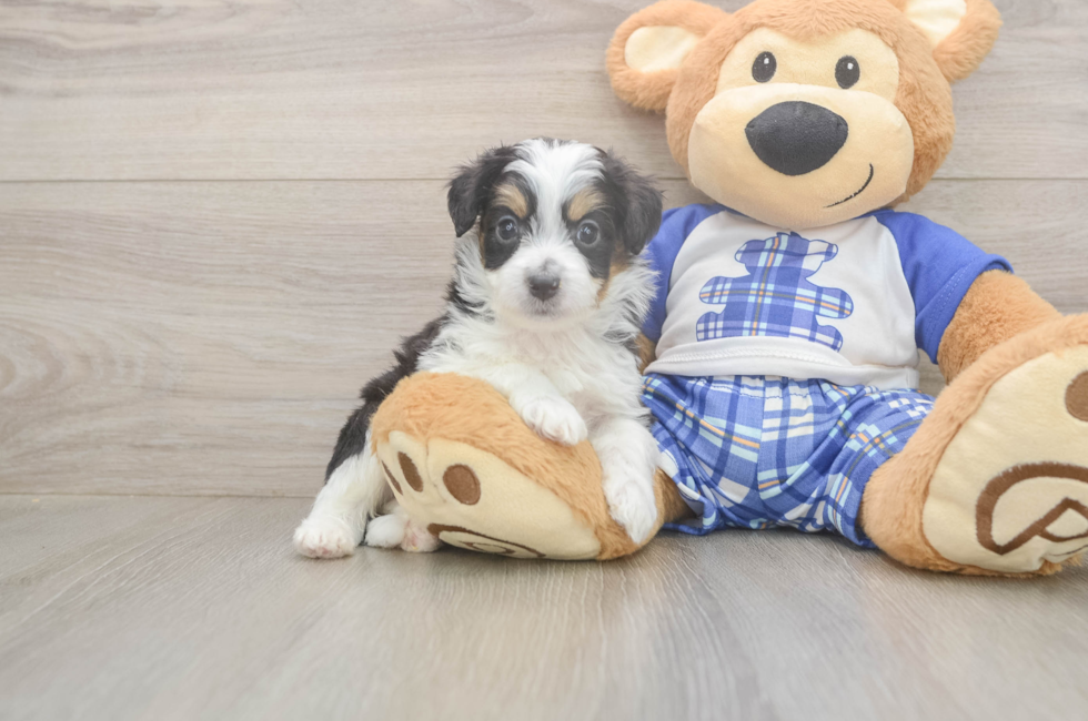 5 week old Mini Aussiedoodle Puppy For Sale - Seaside Pups
