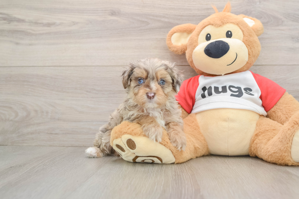 Adorable Mini Australian Shepherd X Poodle Mix Poodle Mix Puppy