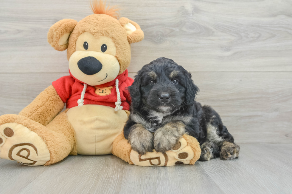 7 week old Mini Aussiedoodle Puppy For Sale - Seaside Pups