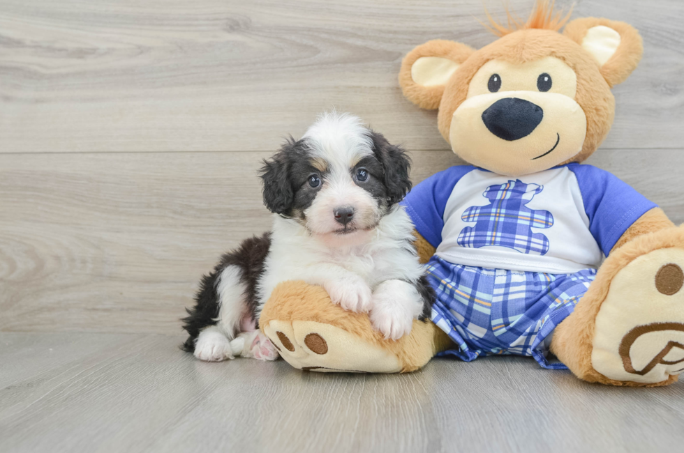 6 week old Mini Aussiedoodle Puppy For Sale - Seaside Pups