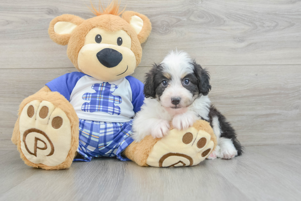 Hypoallergenic Aussiepoo Poodle Mix Puppy