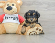 8 week old Mini Aussiedoodle Puppy For Sale - Seaside Pups