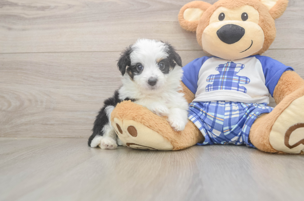 5 week old Mini Aussiedoodle Puppy For Sale - Seaside Pups