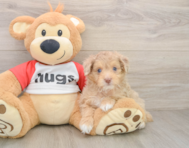 9 week old Mini Aussiedoodle Puppy For Sale - Seaside Pups