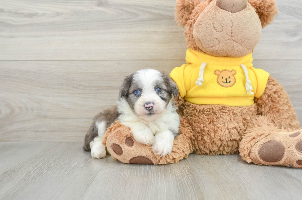 5 week old Mini Aussiedoodle Puppy For Sale - Seaside Pups