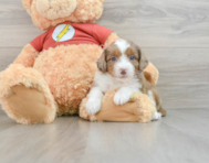 7 week old Mini Aussiedoodle Puppy For Sale - Seaside Pups