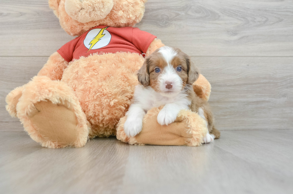 7 week old Mini Aussiedoodle Puppy For Sale - Seaside Pups