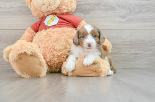 Playful Mini Aussiepoodle Poodle Mix Puppy