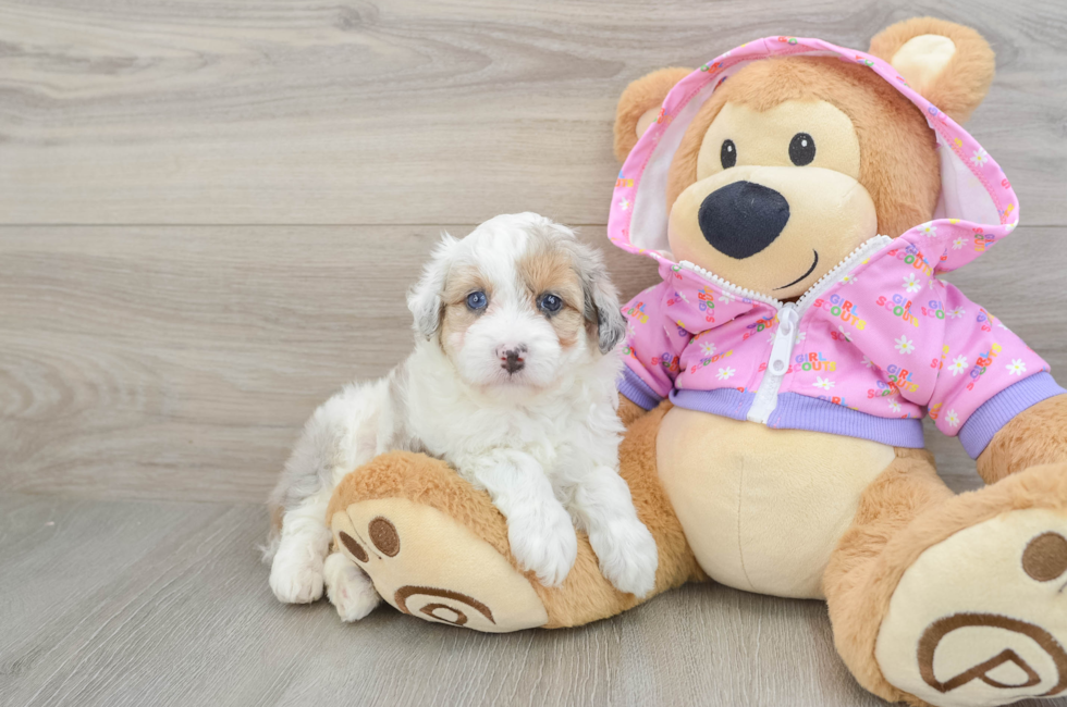 6 week old Mini Aussiedoodle Puppy For Sale - Seaside Pups