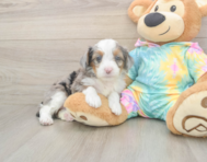 8 week old Mini Aussiedoodle Puppy For Sale - Seaside Pups