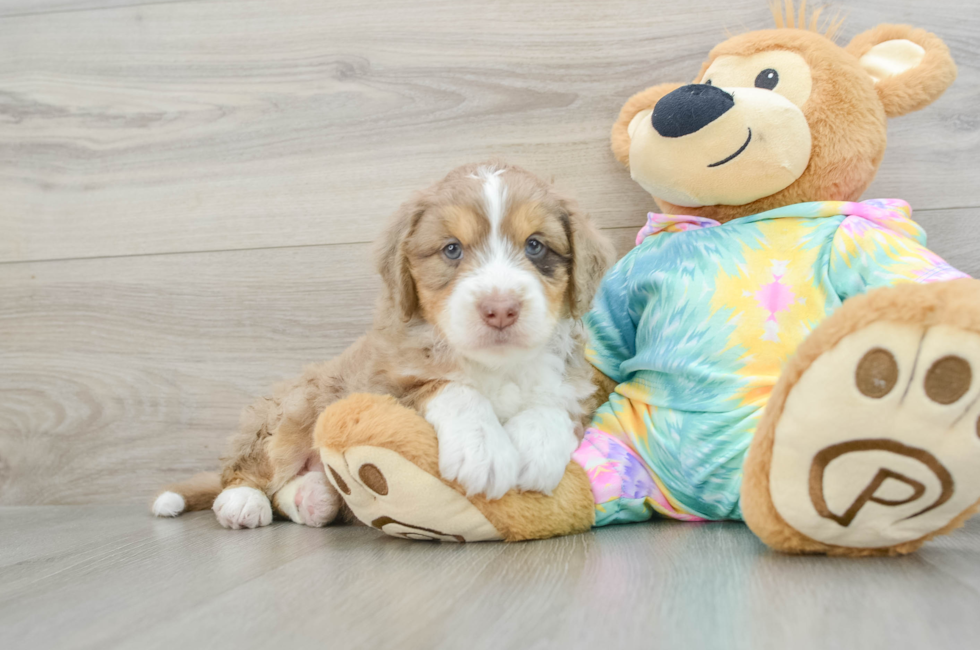 6 week old Mini Aussiedoodle Puppy For Sale - Seaside Pups