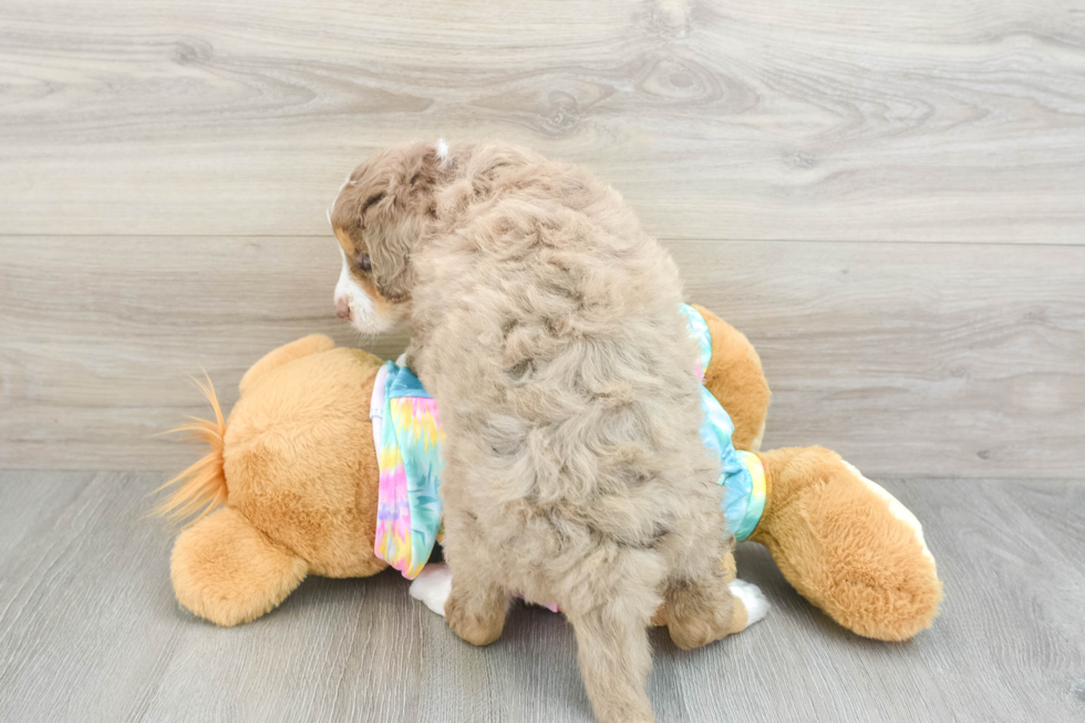 Friendly Mini Aussiedoodle Baby