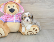 7 week old Mini Aussiedoodle Puppy For Sale - Seaside Pups