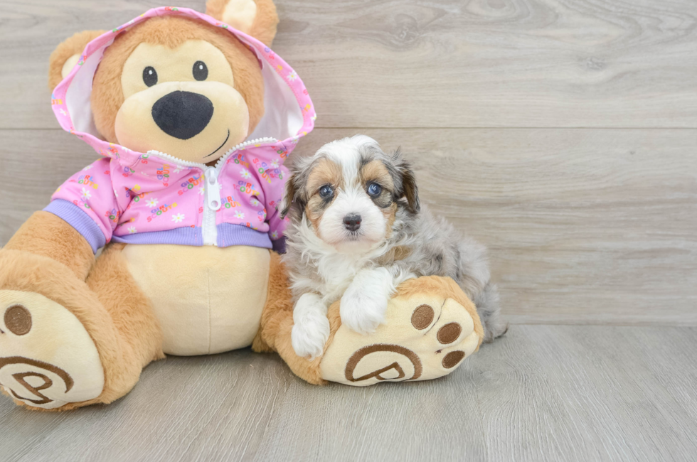 6 week old Mini Aussiedoodle Puppy For Sale - Seaside Pups