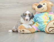 8 week old Mini Aussiedoodle Puppy For Sale - Seaside Pups