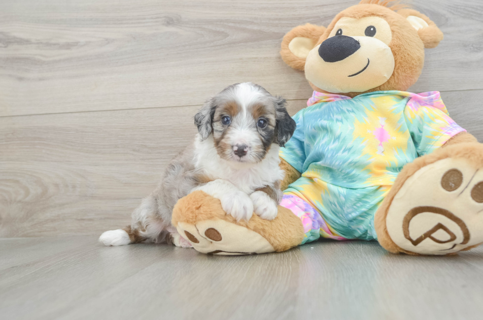 5 week old Mini Aussiedoodle Puppy For Sale - Seaside Pups