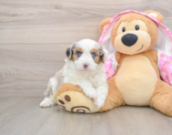 7 week old Mini Aussiedoodle Puppy For Sale - Seaside Pups