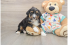 Funny Mini Aussiedoodle Poodle Mix Pup
