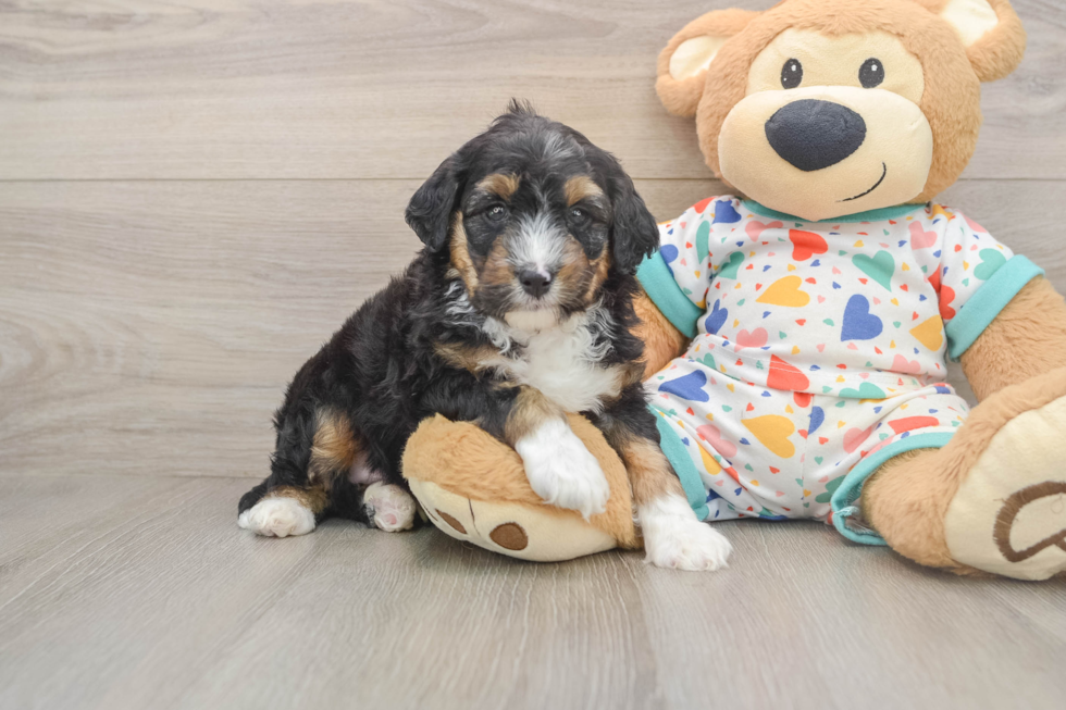 Funny Mini Aussiedoodle Poodle Mix Pup