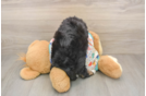Mini Aussiedoodle Pup Being Cute