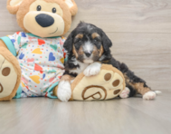 9 week old Mini Aussiedoodle Puppy For Sale - Seaside Pups