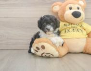 8 week old Mini Aussiedoodle Puppy For Sale - Seaside Pups