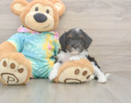 7 week old Mini Aussiedoodle Puppy For Sale - Seaside Pups