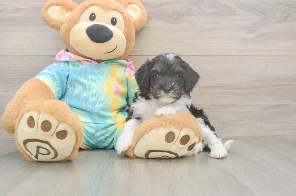 5 week old Mini Aussiedoodle Puppy For Sale - Seaside Pups