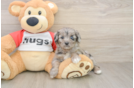 Mini Aussiedoodle Puppy for Adoption