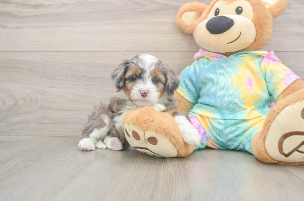 5 week old Mini Aussiedoodle Puppy For Sale - Seaside Pups